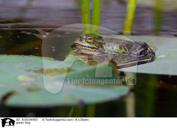 Teichfrosch / green frog / AVD-04993