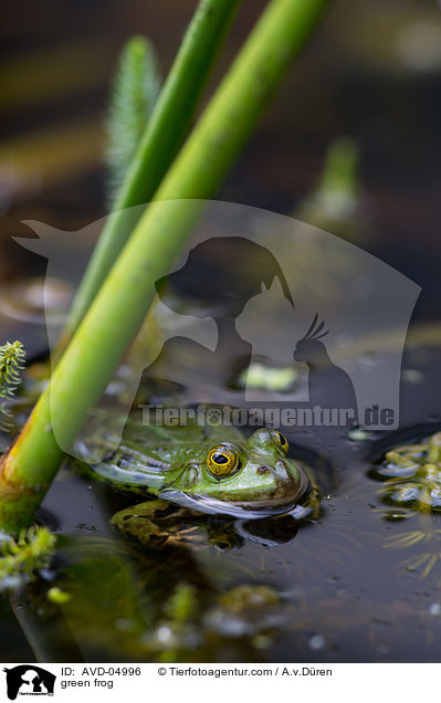 green frog / AVD-04996