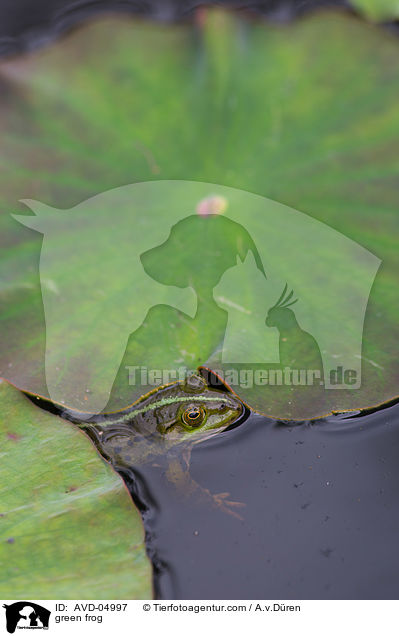 Teichfrosch / green frog / AVD-04997