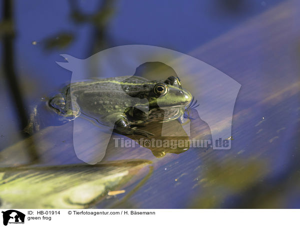 Teichfrosch / green frog / HB-01914