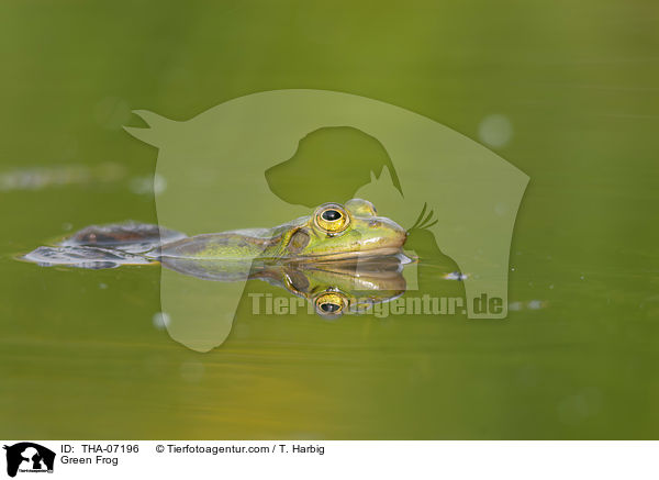 Green Frog / THA-07196