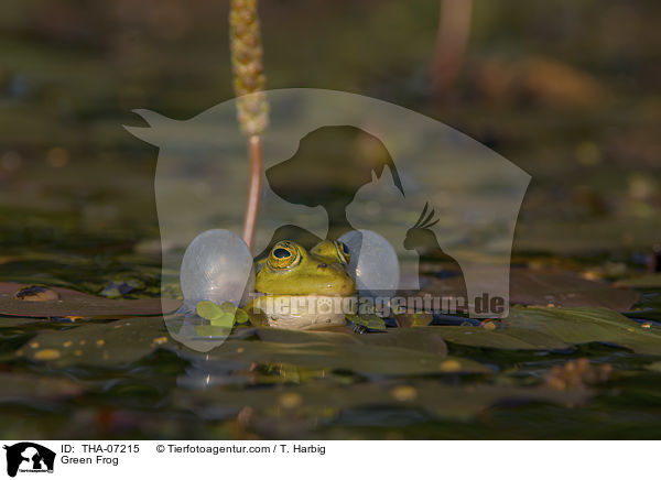 Teichfrosch / Green Frog / THA-07215
