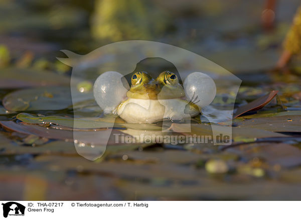 Teichfrosch / Green Frog / THA-07217