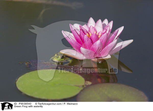 Teichfrosch mit Seerose / Green Frog with waterlily / PW-08540