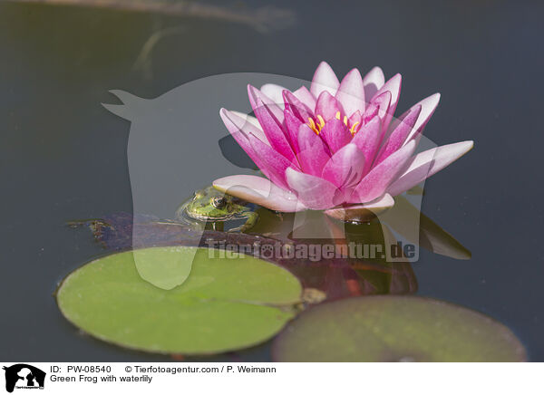 Green Frog with waterlily / PW-08540