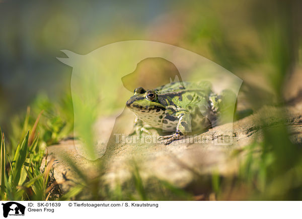 Green Frog / SK-01639