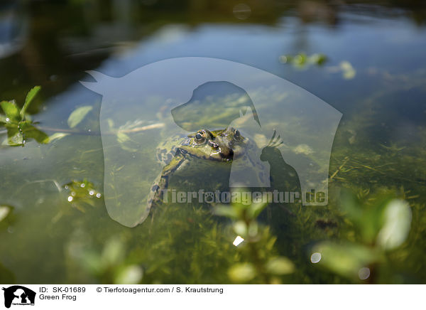 Teichfrosch / Green Frog / SK-01689