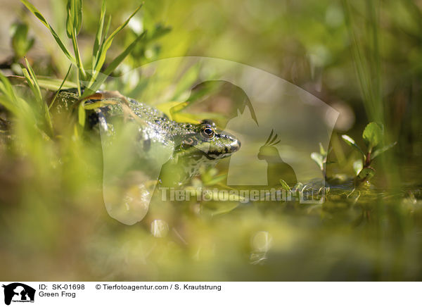 Teichfrosch / Green Frog / SK-01698