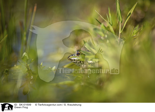 Teichfrosch / Green Frog / SK-01699