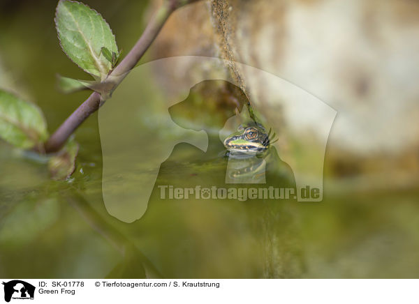 Teichfrosch / Green Frog / SK-01778
