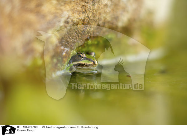 Teichfrosch / Green Frog / SK-01780