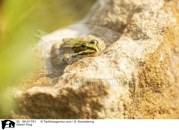 Teichfrosch / Green Frog / SK-01781