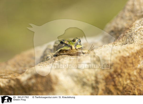 Teichfrosch / Green Frog / SK-01782
