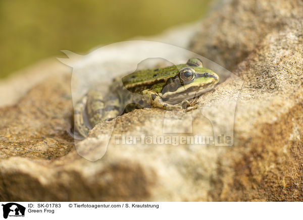 Teichfrosch / Green Frog / SK-01783