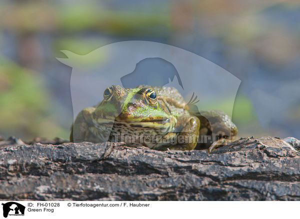 Teichfrosch / Green Frog / FH-01028