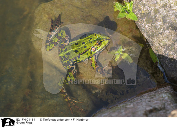 Teichfrosch / Green Frog / FH-01184
