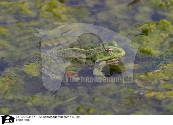 Teichfrosch / green frog / SO-03147