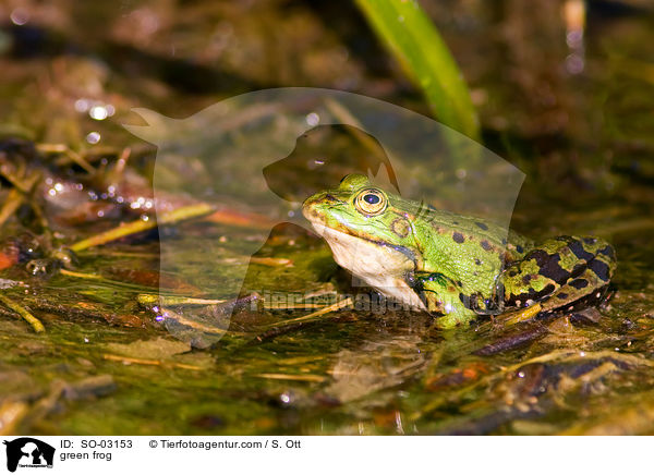 Teichfrosch / green frog / SO-03153