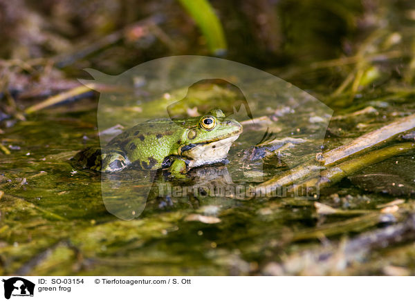 Teichfrosch / green frog / SO-03154