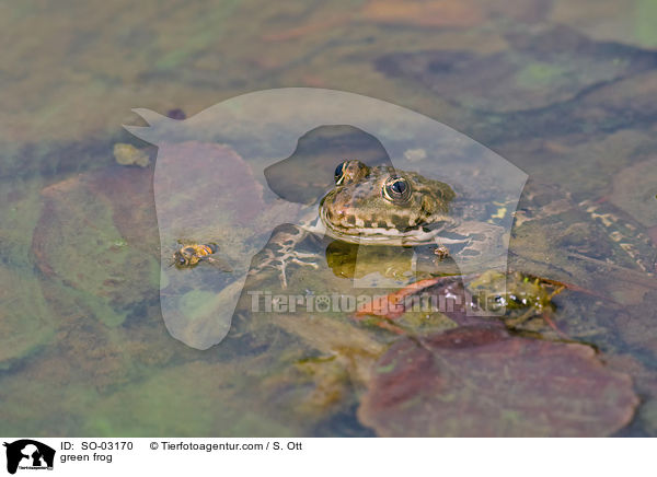 Teichfrosch / green frog / SO-03170
