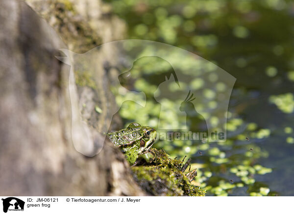 Teichfrosch / green frog / JM-06121