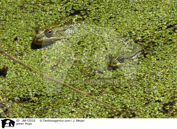 green frogs / JM-12532