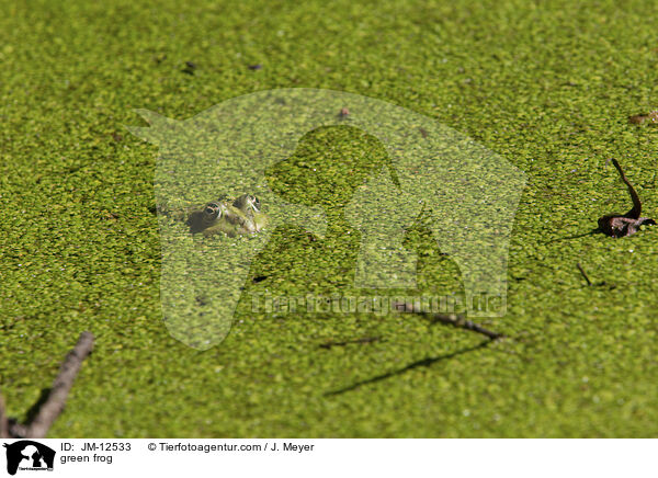green frog / JM-12533