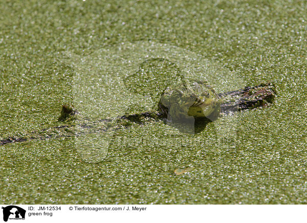 Teichfrosch / green frog / JM-12534