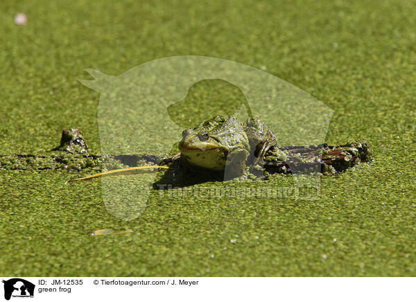 Teichfrosch / green frog / JM-12535