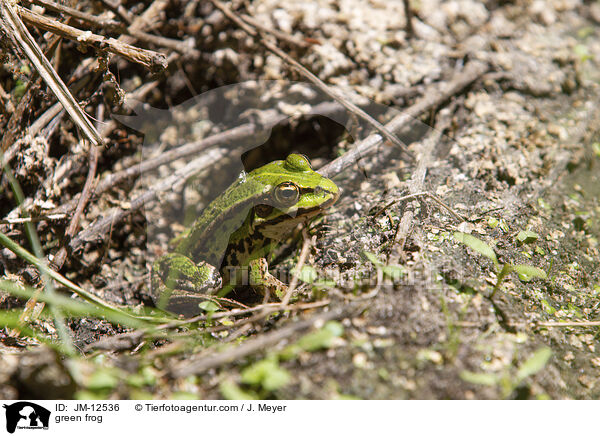 green frog / JM-12536