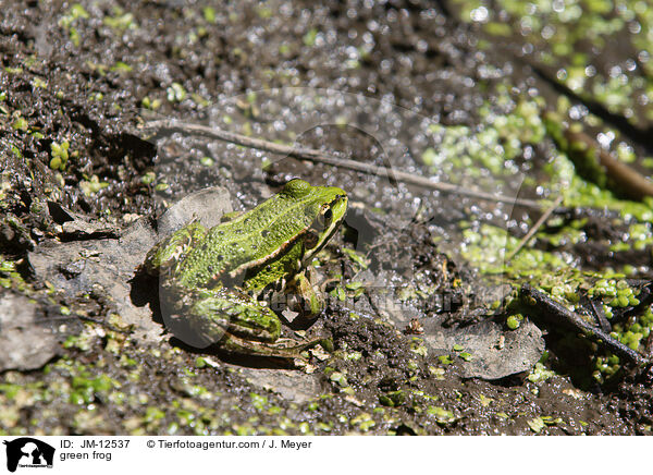 green frog / JM-12537