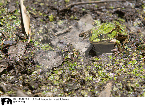 Teichfrosch / green frog / JM-12538