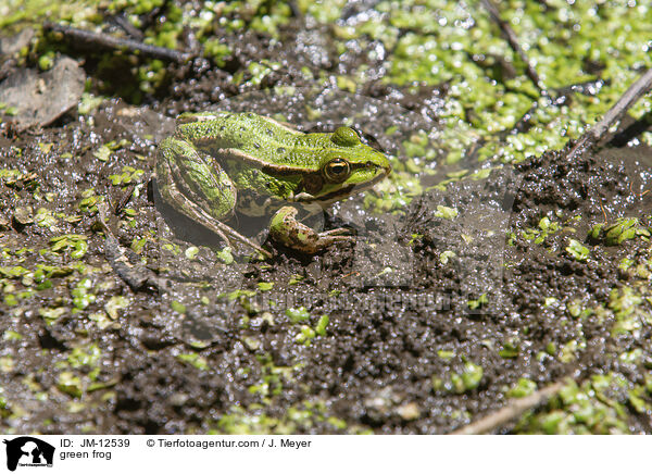 Teichfrosch / green frog / JM-12539