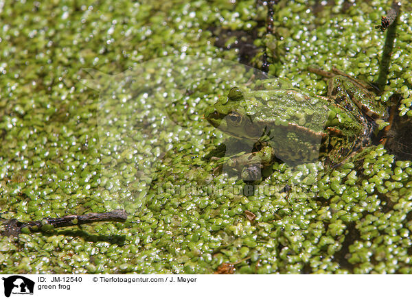 green frog / JM-12540
