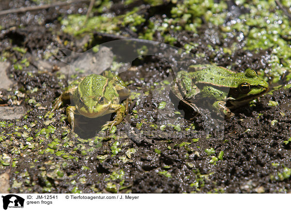 green frogs / JM-12541