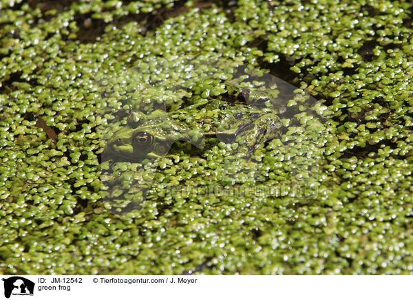 green frog / JM-12542
