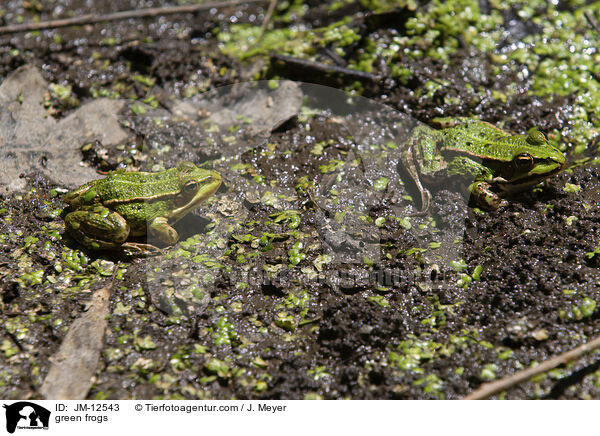 green frogs / JM-12543
