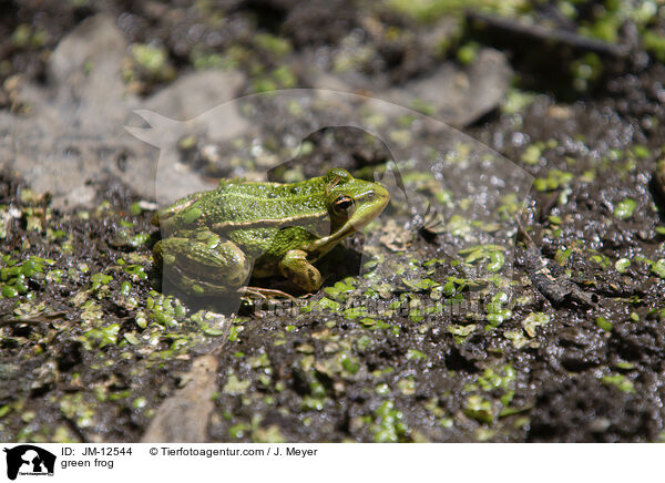 Teichfrosch / green frog / JM-12544