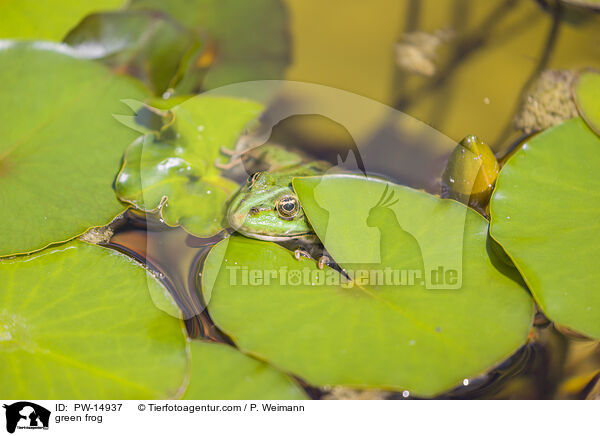 Teichfrosch / green frog / PW-14937
