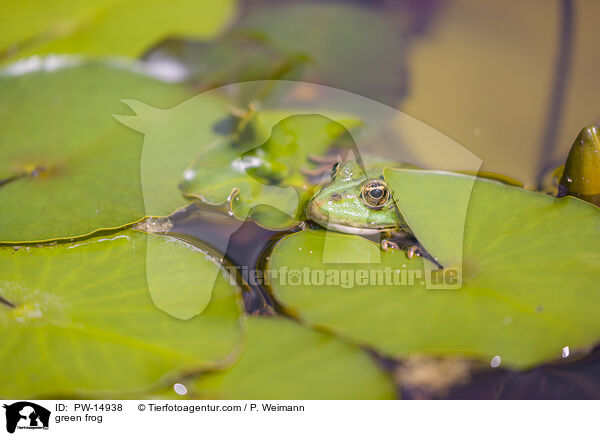 green frog / PW-14938