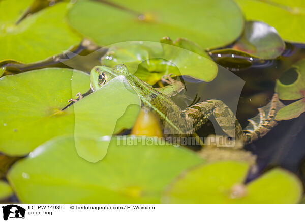 Teichfrosch / green frog / PW-14939