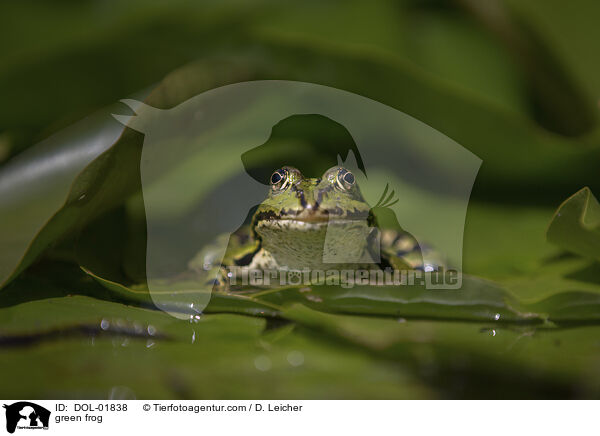 green frog / DOL-01838
