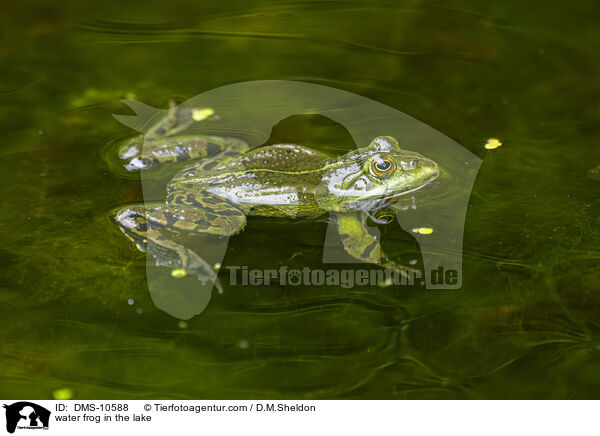 Teichfrosch im See / water frog in the lake / DMS-10588