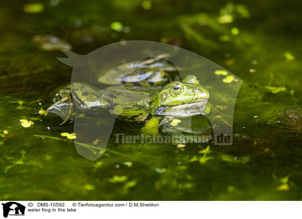 water frog in the lake / DMS-10592