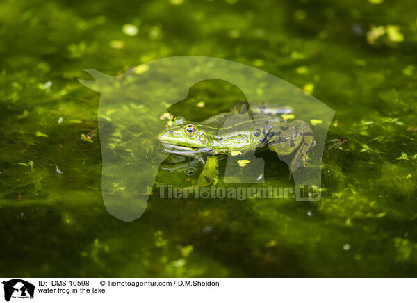 Teichfrosch im See / water frog in the lake / DMS-10598