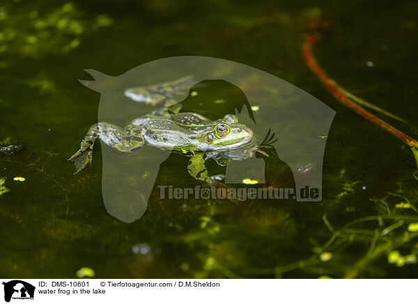Teichfrosch im See / water frog in the lake / DMS-10601