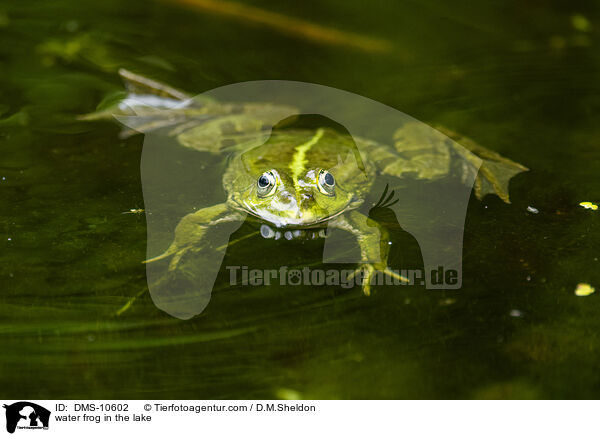 Teichfrosch im See / water frog in the lake / DMS-10602