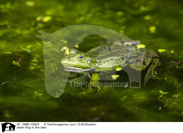 water frog in the lake / DMS-10605