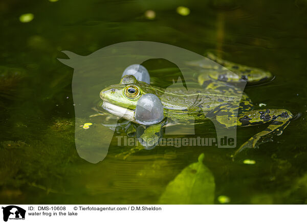 water frog in the lake / DMS-10608