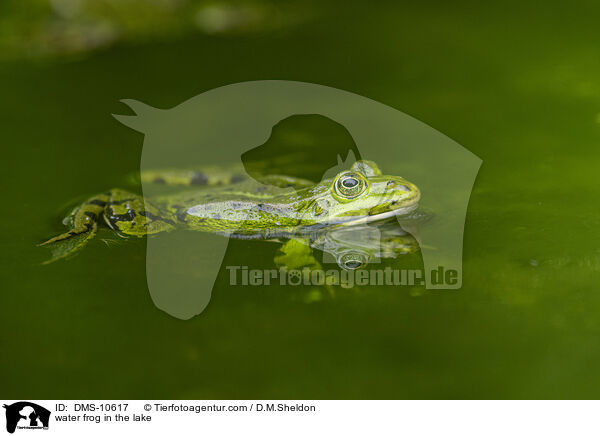 water frog in the lake / DMS-10617